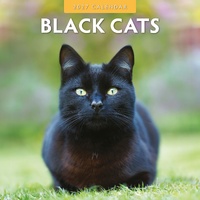 Black Cats - 2027 Red Robin Square Wall Calendar Monthly Planner