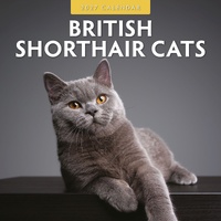 British Shorthair Cats - 2027 Red Robin Square Wall Calendar Planner