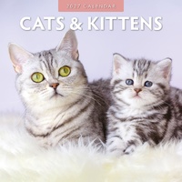 Cats & Kittens - 2027 Red Robin Square Wall Calendar Monthly Planner