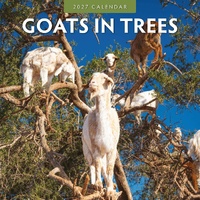 Goats in Trees - 2027 Red Robin Square Wall Calendar Monthly Planner