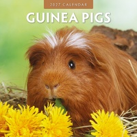 Guinea Pigs  - 2027 Red Robin Square Wall Calendar Monthly Planner