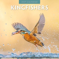 Kingfishers - 2027 Red Robin Square Wall Calendar Monthly Planner