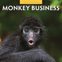 Monkey Business - 2027 Red Robin Square Wall Calendar Monthly Planner