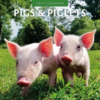 Pigs & Piglets - 2027 Red Robin Square Wall Calendar Monthly Planner