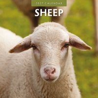 Sheep - 2027 Red Robin Square Wall Calendar Monthly Planner