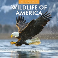 Wildlife of America - 2027 Red Robin Square Wall Calendar Monthly Planner