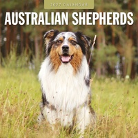 Australian Shepherds - 2027 Red Robin Square Wall Calendar Monthly Planner