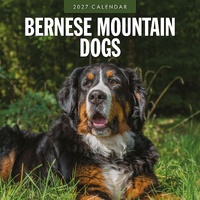 Bernese Mountain Dogs - 2027 Red Robin Square Wall Calendar Monthly Planner
