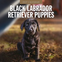 Black Labrador Retriever Puppies - 2027 Red Robin Square Wall Calendar