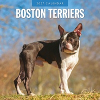 Boston Terriers - 2027 Red Robin Square Wall Calendar Monthly Planner