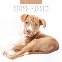 Boxer Puppies - 2027 Red Robin Square Wall Calendar Monthly Planner