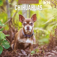 Chihuahuas - 2027 Red Robin Square Wall Calendar Monthly Planner