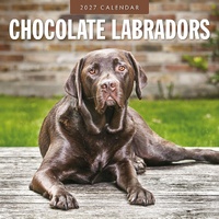 Chocolate Labradors - 2027 Red Robin Square Wall Calendar Monthly Planner