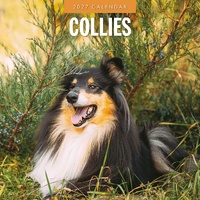Collies - 2027 Red Robin Square Wall Calendar Monthly Planner