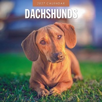 Dachshunds - 2027 Red Robin Square Wall Calendar Monthly Planner