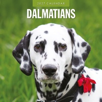 Dalmatians - 2027 Red Robin Square Wall Calendar Monthly Planner