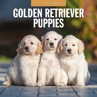 Golden Retriever Puppies - 2027 Red Robin Square Wall Calendar Planner