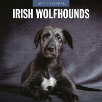 Irish Wolf Hounds - 2027 Red Robin Square Wall Calendar Monthly Planner