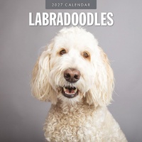 Labradoodles - 2027 Red Robin Square Wall Calendar Monthly Planner