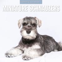 Miniature Schnauzer  - 2027 Red Robin Square Wall Calendar Monthly Planner