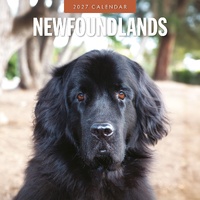 Newfoundlands - 2027 Red Robin Square Wall Calendar Monthly Planner