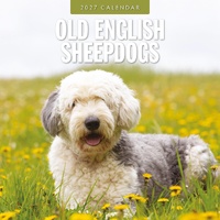 Old English Sheepdogs - 2027 Red Robin Square Wall Calendar Monthly Planner
