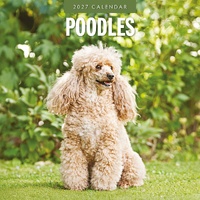 Poodles - 2027 Red Robin Square Wall Calendar Monthly Planner