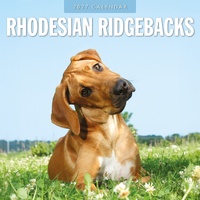 Rhodesian Ridgebacks - 2027 Red Robin Square Wall Calendar Monthly Planner