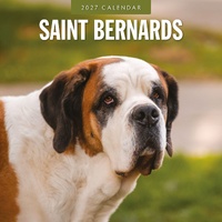 Saint Bernards - 2027 Red Robin Square Wall Calendar Monthly Planner
