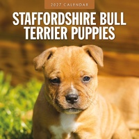 Staffordshire Bull Terrier Puppies - 2027 Red Robin Square Wall Calendar