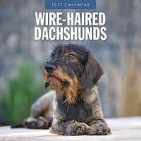 Wire-haired Dachshunds - 2027 Red Robin Square Wall Calendar Planner