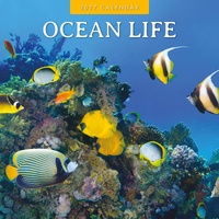 Ocean Life - 2027 Red Robin Square Wall Calendar Monthly Planner