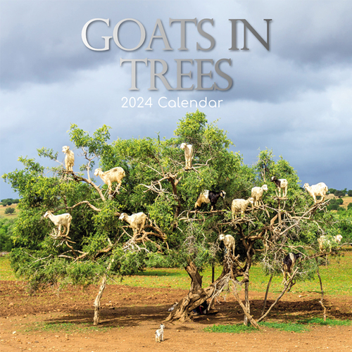 Goats in Trees - 2024 Square Wall Calendar 16 month by Gifted Stationery (3)