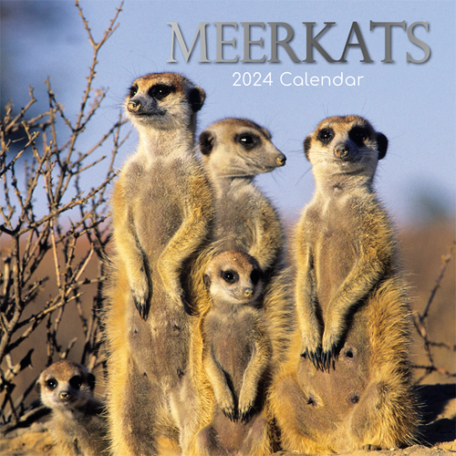 Meerkats - 2024 Square Wall Calendar 16 month by Gifted Stationery (18)