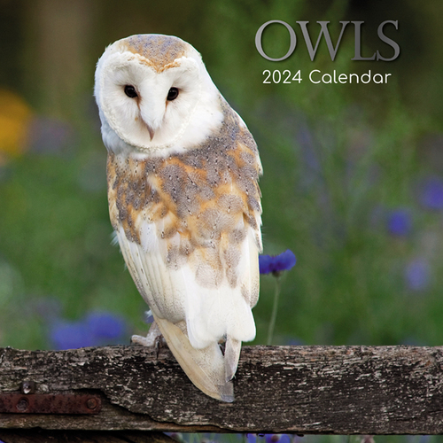 Owls - 2024 Square Wall Calendar 16 month by Gifted Stationery (22)