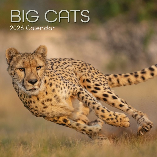 Big Cats - 2026 Gifted Stationery Wall Calendar Majestic Feline Photography