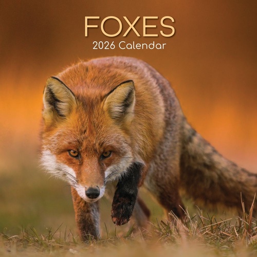 Foxes - 2026 Gifted Stationery Wall Calendar Woodland Wildlife Photography