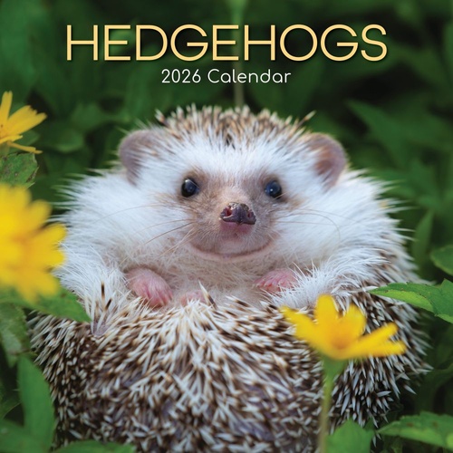 Hedgehogs - 2026 Gifted Stationery Wall Calendar Adorable Nature Animals