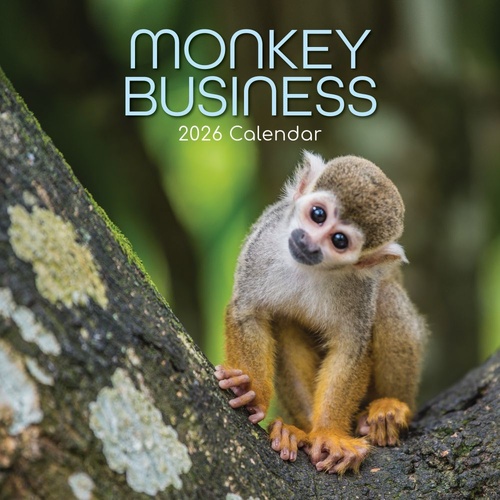 Monkey Business - 2026 Gifted Stationery Wall Calendar Playful Primates