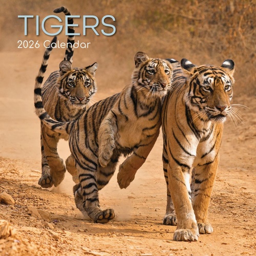 Tigers - 2026 Gifted Stationery Wall Calendar Big Cat Wildlife Images