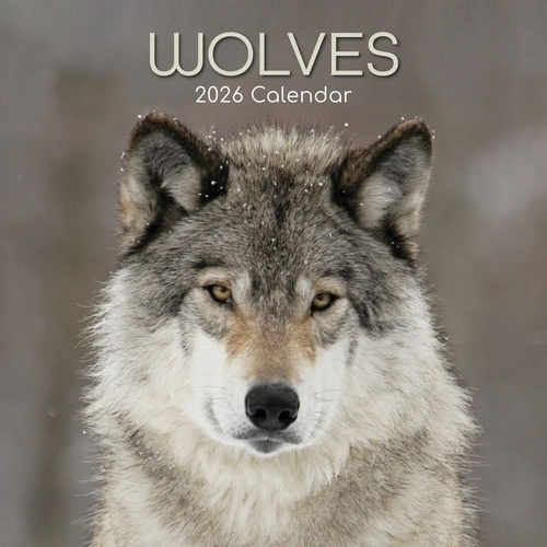 Wolves - 2026 Gifted Stationery Wall Calendar Monthly Planner Wild Animals