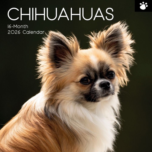 Chihuahuas - 2026 Gifted Stationery Wall Calendar Dog Breed Photography