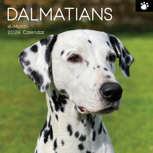 Dalmatians - 2026 Gifted Stationery Wall Calendar Dog Breed Photography