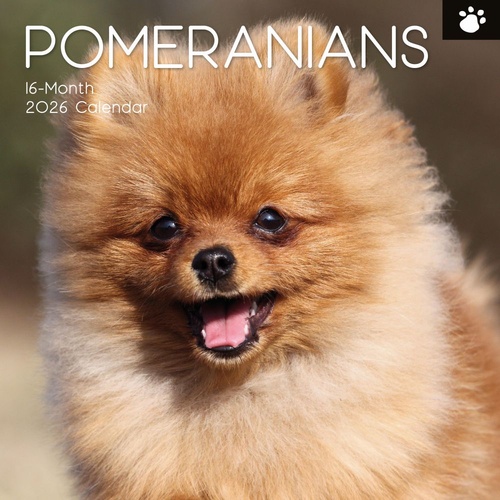 Pomeranian - 2026 Gifted Stationery Wall Calendar Dog Breed Photography