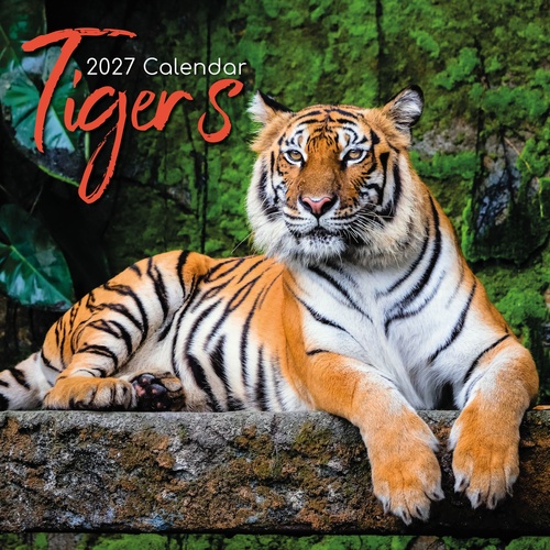 Tigers - 2027 Gifted Stationery Wall Calendar Monthly Planner