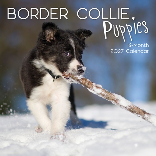 Border Collie Puppies - 2027 Gifted Stationery Wall Calendar Planner