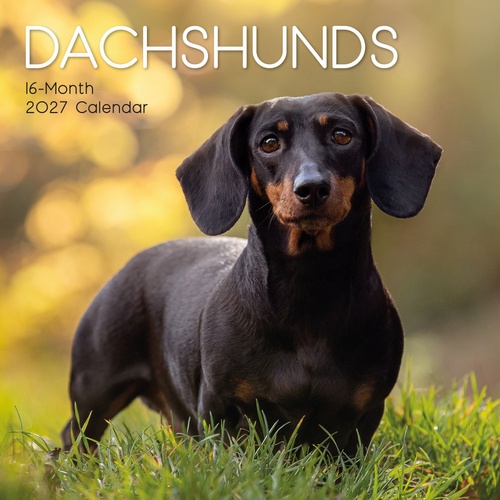Dachshunds - 2027 Gifted Stationery Wall Calendar Monthly Planner