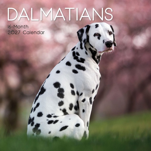 Dalmatians - 2027 Gifted Stationery Wall Calendar Monthly Planner