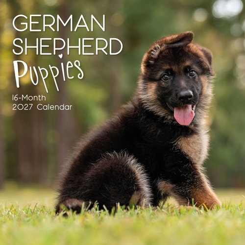 German Shepherd Puppies - 2027 Gifted Stationery Wall Calendar Planner