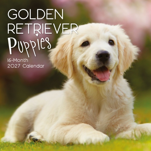 Golden Retriever Puppies - 2027 Gifted Stationery Wall Calendar Planner